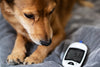 Blood glucose curve in dogs