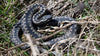 Adder Bites in Dogs: Symptoms, First Aid, and Emergency Treatment