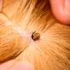 Ticks in dogs