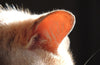 Ear infections in cats