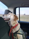 Travelling With A Labrador Puppy: Top Tips