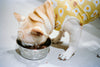 The Complete French Bulldog Puppy Feeding Guide