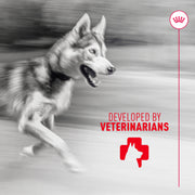 ROYAL CANIN® Joint and Ageing Soft Chews Supplements for Dogs
