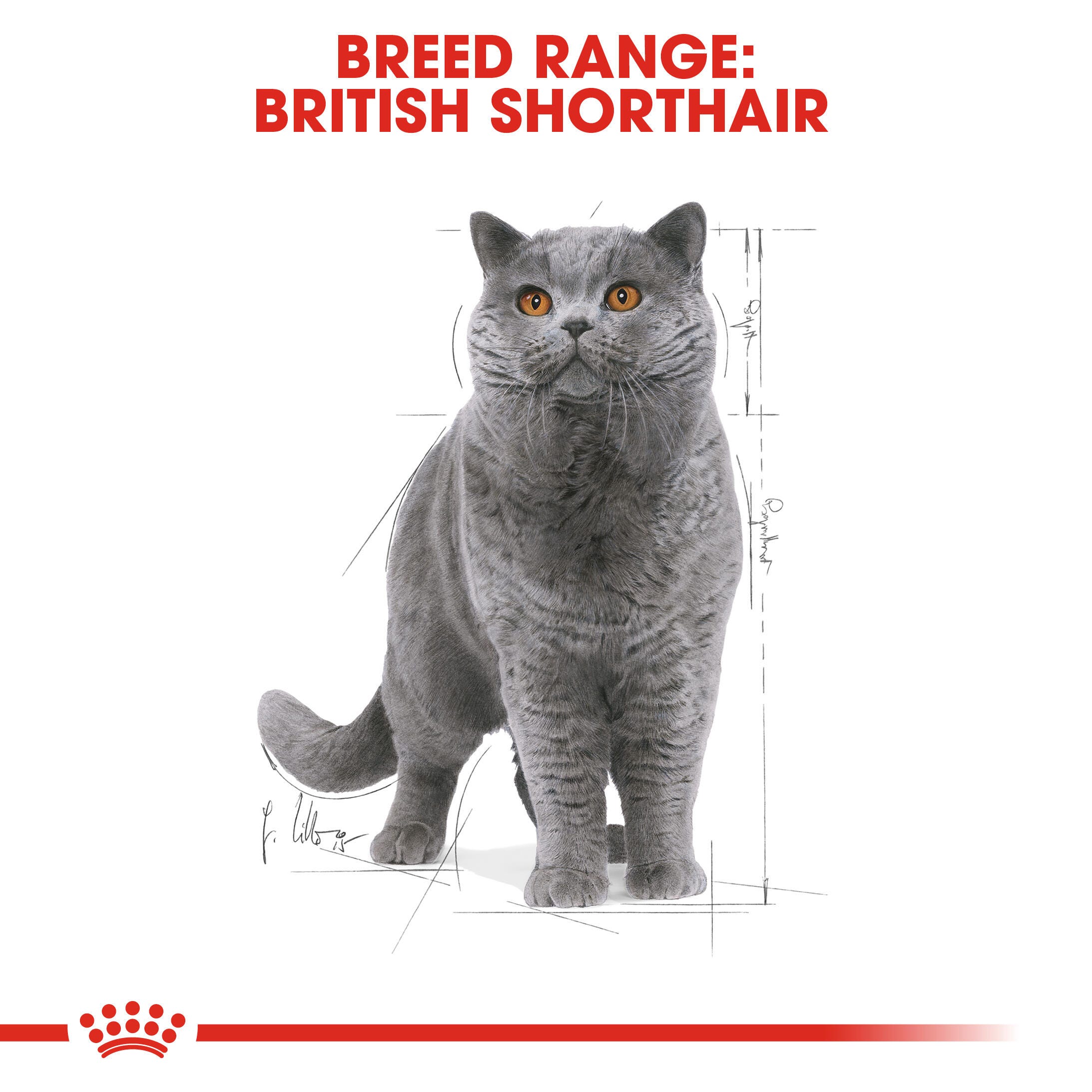 ROYAL CANIN® British Shorthair Adult Cat Wet Food