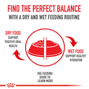 ROYAL CANIN® Cocker Spaniel Adult Dry Dog Food