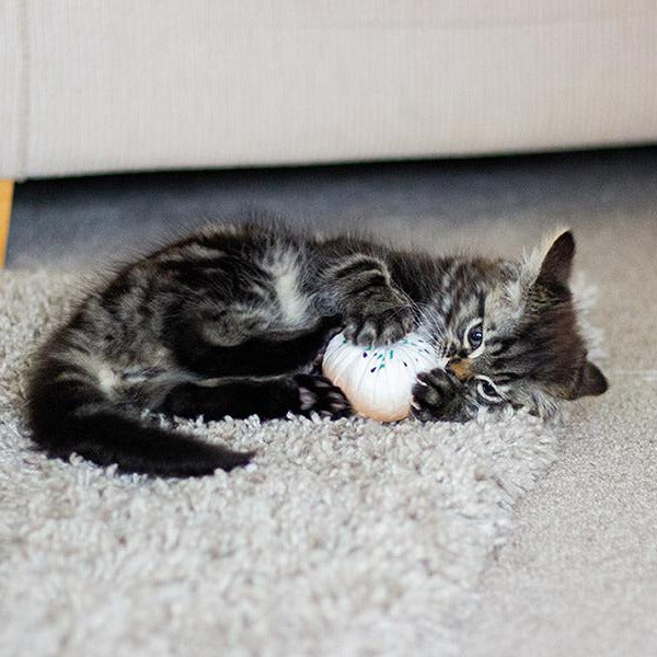 Rosewood Under The Sea Twin Rainbow Fish Cat Toy