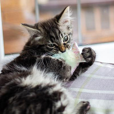 Rosewood Under The Sea Twin Rainbow Fish Cat Toy