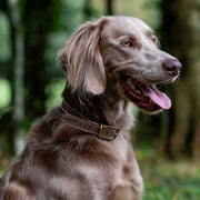 Ancol Timberwolf Leather Dog Collar