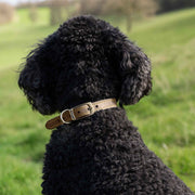 Ancol Timberwolf Leather Dog Collar