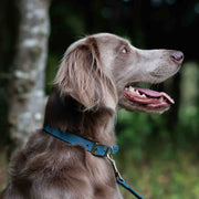 Ancol Timberwolf Leather Dog Collar