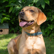 Ancol Timberwolf Leather Dog Collar