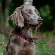 Ancol Timberwolf Leather Dog Collar