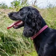 Ancol Timberwolf Leather Dog Collar