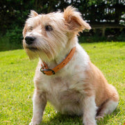 Ancol Timberwolf Leather Dog Collar