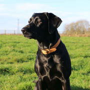 Ancol Timberwolf Leather Dog Collar
