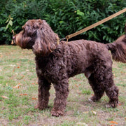 Ancol Timberwolf Leather Dog Lead 1m x 19mm
