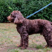 Ancol Timberwolf Leather Dog Lead 1m x 19mm