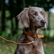 Ancol Timberwolf Leather Dog Lead 1m x 19mm