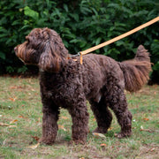 Ancol Timberwolf Leather Dog Lead 1m x 19mm