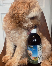 Precision Microbes Pro & Postbiotic for Dogs & Cats