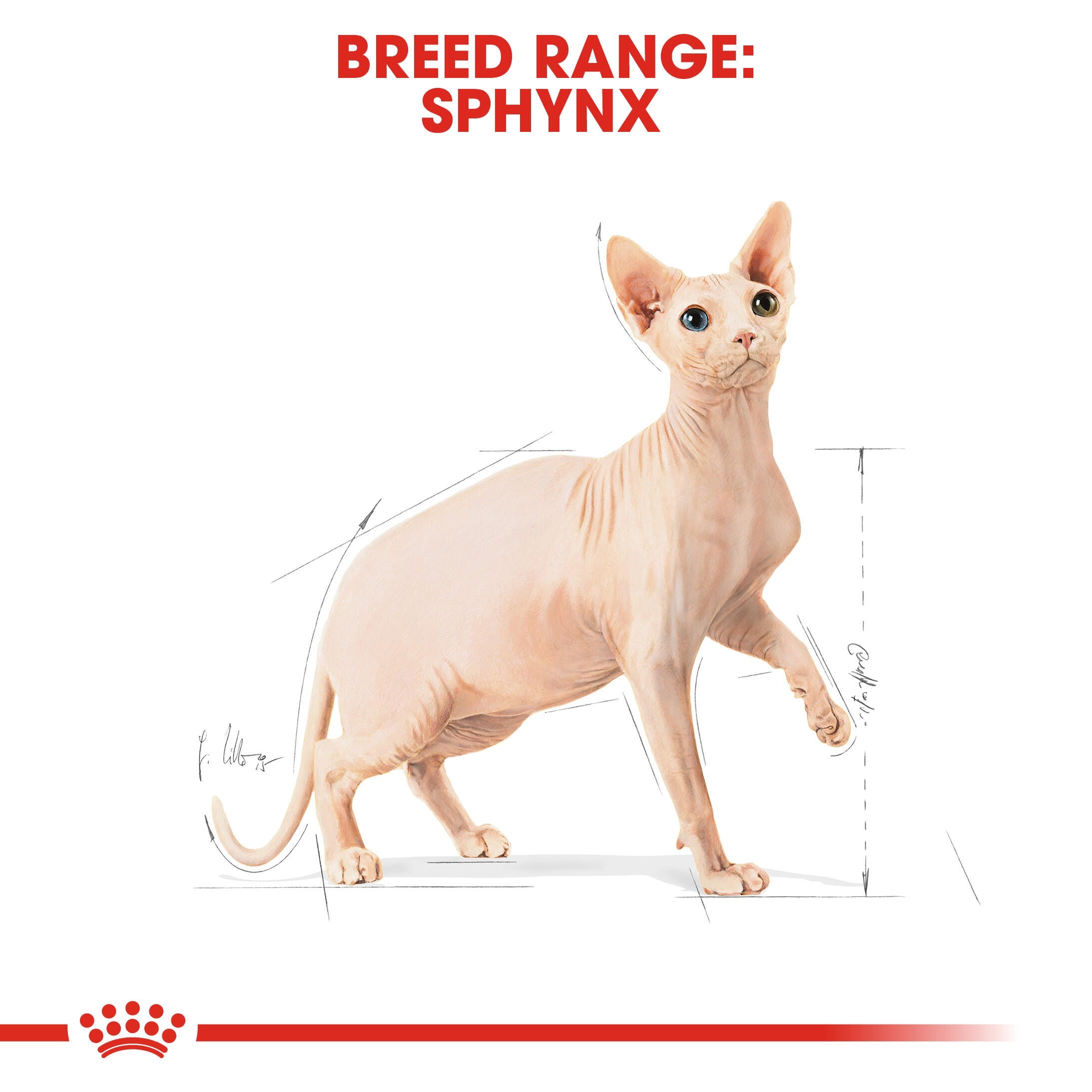 ROYAL CANIN® Sphynx Cat Adult Cat Food