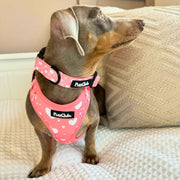 PupClub Collar - Peachy Heart