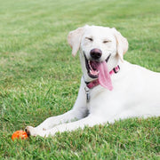 Chuckit! Breath Right Air Fetch Ball