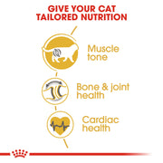 ROYAL CANIN® British Shorthair Adult Cat Dry Food