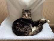 Petface Cat Radiator Bed