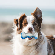 All For Paws Chill Out Ice Bone