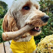 Nylabone Extreme Chew Peanut Butter Max Stick