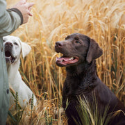 Skinner's Field & Trial Chicken Liver Training Dog Treats