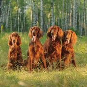 Skinner's Field & Trial Dental & Digestive Dog Treats