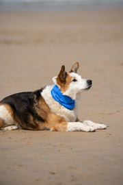 Petface Cooling Pet Bandana