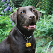 Bone Shaped Reflective Collar Light