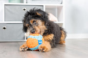 Chuckit! Indoor Play Ball