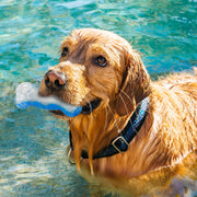 All For Paws Chill Out Ice Bone