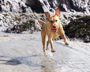 Chuckit! Fetch Ball