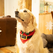 Petface Gifting Naughty or Nice Pet Bandana