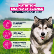 Eukanuba Adult Large Breed Salmon & Barley Dry Dog Food