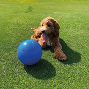 Company Of Animals Coachi Boomi Ball Dog Toy