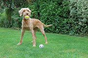 Rosewood Catch and Play Football