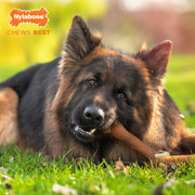 Nylabone Extreme Chew Femur Beef XL