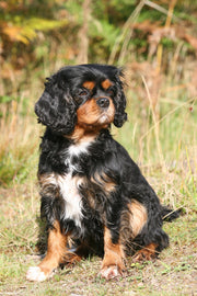 Skinner's Ruff & Ready Dry Dog Food