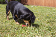Rosewood BioSafe Germ Smart Puppy Bone 12cm