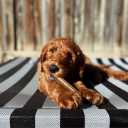 Nylabone Puppy Chew Chicken Bone