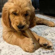 Nylabone Puppy Chew Chicken Bone