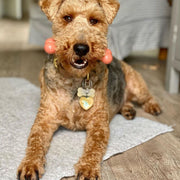 Nylabone Extreme Chew Bacon Bone