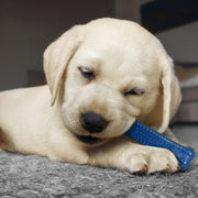 Nylabone Chicken Puppy Starter Kit Triple Pack Small