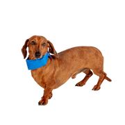 Danish Design Pet Cooling Collar